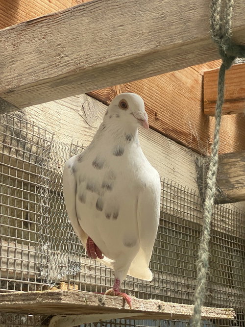 Udon, a poultry for adoption from Palomacy Pigeon & Dove Adoptions