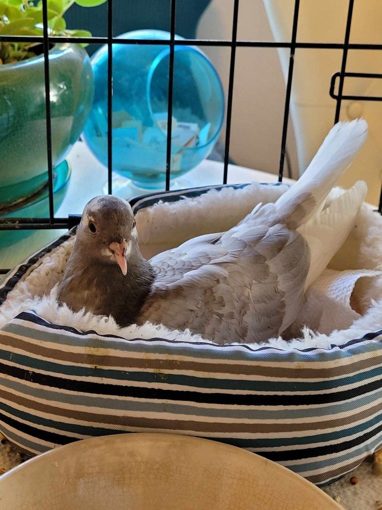 adoptable Bird in San Francisco, CA named Quill