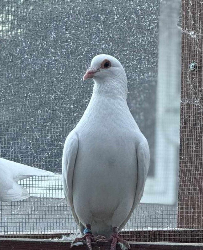 adoptable Bird in San Francisco, CA named Calvin w/ Timber