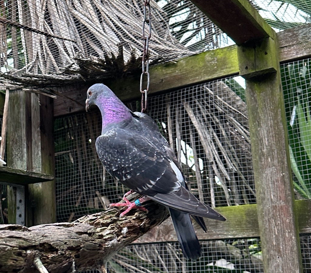 adoptable Bird in San Francisco, CA named Domino