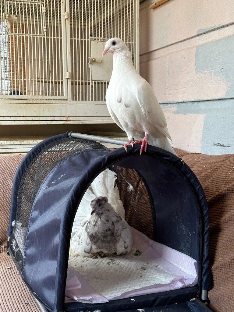 adoptable Bird in San Francisco, CA named Snow w/Storm