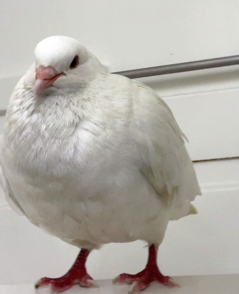 adoptable Bird in San Francisco, CA named Kip