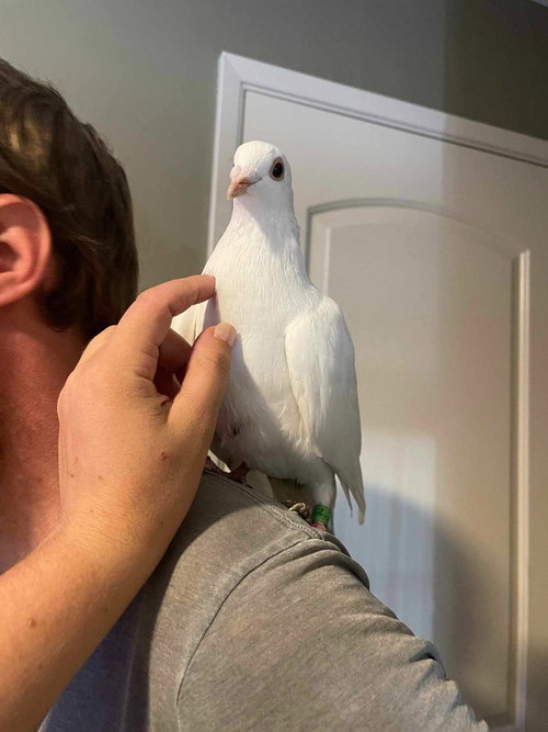 Henri, a poultry for adoption from Palomacy Pigeon & Dove Adoptions