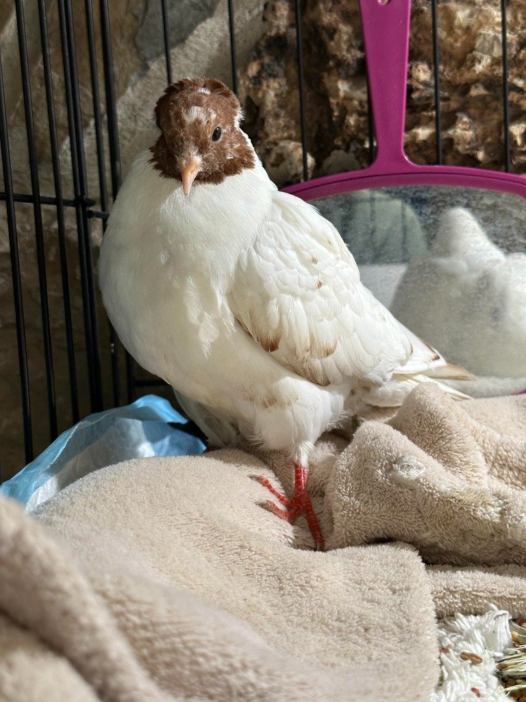 adoptable Bird in San Francisco, CA named Penny Freckles w/ Peppermint