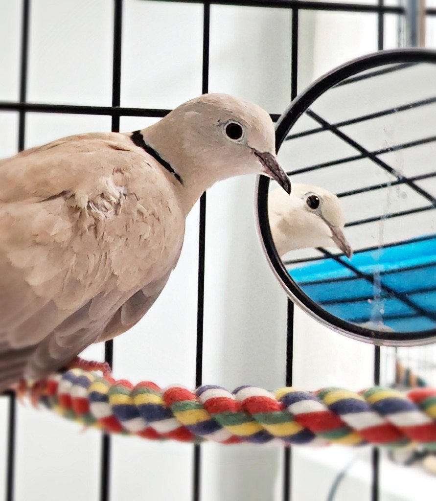 adoptable Bird in San Francisco, CA named Late July