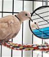 adoptable Bird in  named Last July