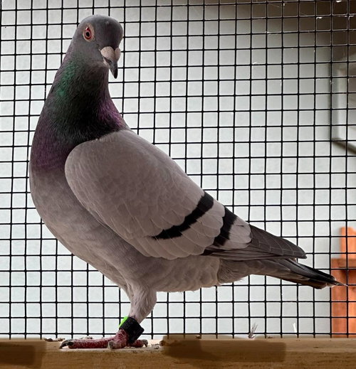 Phoenix, a poultry for adoption from Palomacy Pigeon & Dove Adoptions