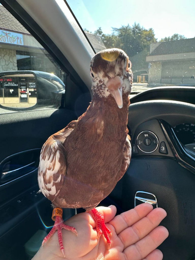 adoptable Bird in San Francisco, CA named Sprinkles w/ Doc Brown