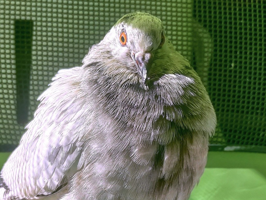 adoptable Bird in San Francisco, CA named Esther w/Binx