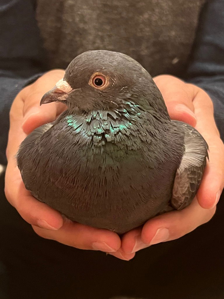 adoptable Bird in San Francisco, CA named Sky Puppy