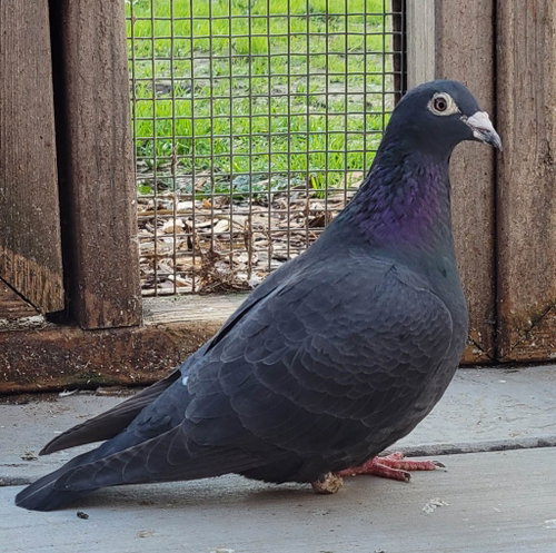 Martin w/ Fenwick, a poultry for adoption from Palomacy Pigeon & Dove Adoptions