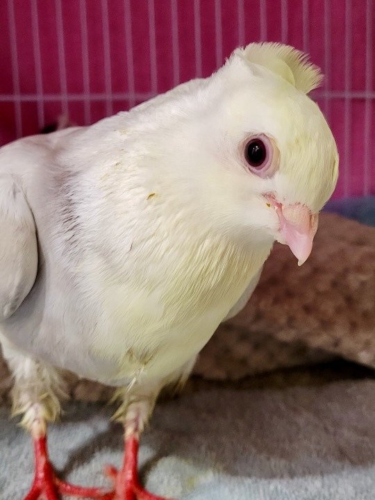 adoptable Bird in San Francisco, CA named Paige