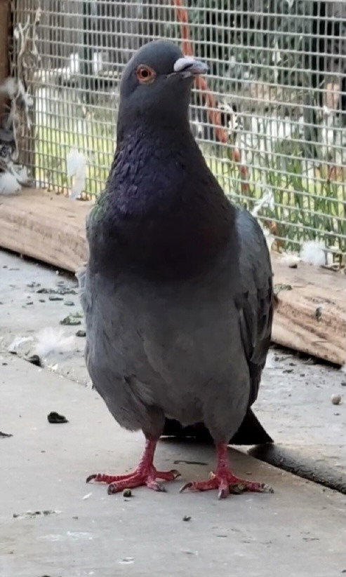 Binx w/Esther, a poultry for adoption from Palomacy Pigeon & Dove Adoptions