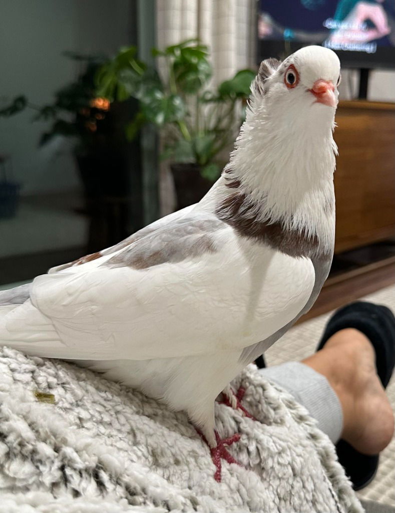 adoptable Bird in San Francisco, CA named Mariposa