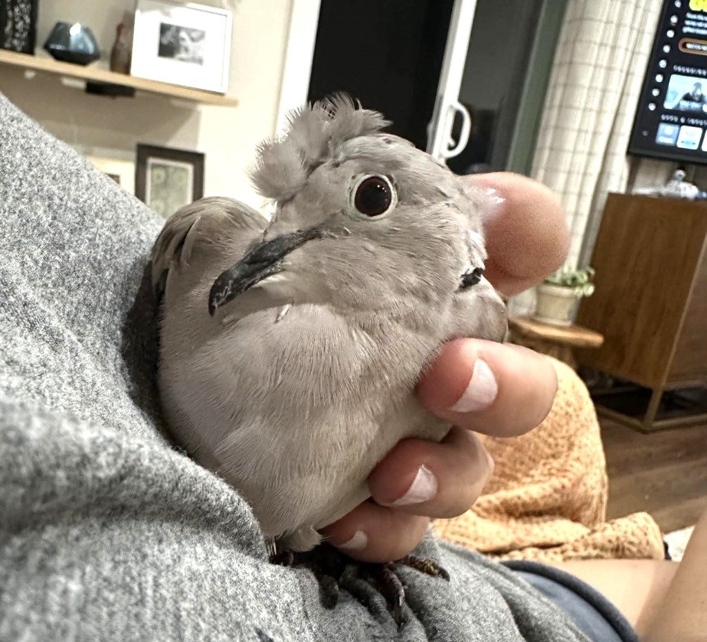 adoptable Bird in San Francisco, CA named Chai