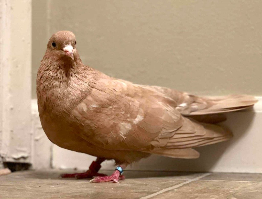 adoptable Bird in San Francisco, CA named Red w/ Udon