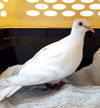 adoptable Bird in San Francisco, CA named Aster