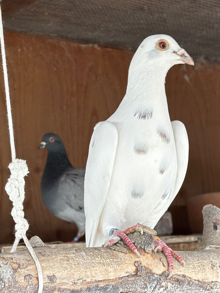 adoptable Bird in San Francisco, CA named Havoc