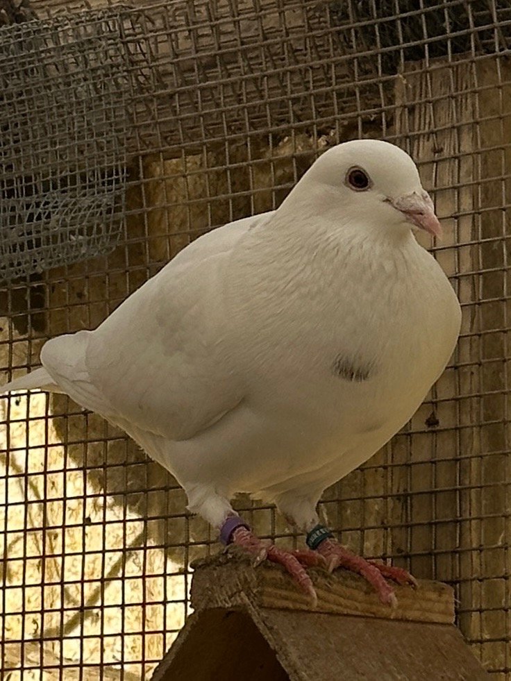 adoptable Bird in San Francisco, CA named Shambles