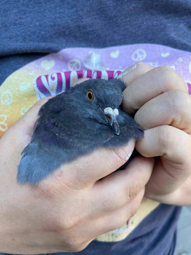 adoptable Bird in San Francisco, CA named Beakers w/ Will