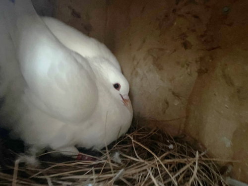 Hemera w/ Regalia, a poultry for adoption from Palomacy Pigeon & Dove Adoptions