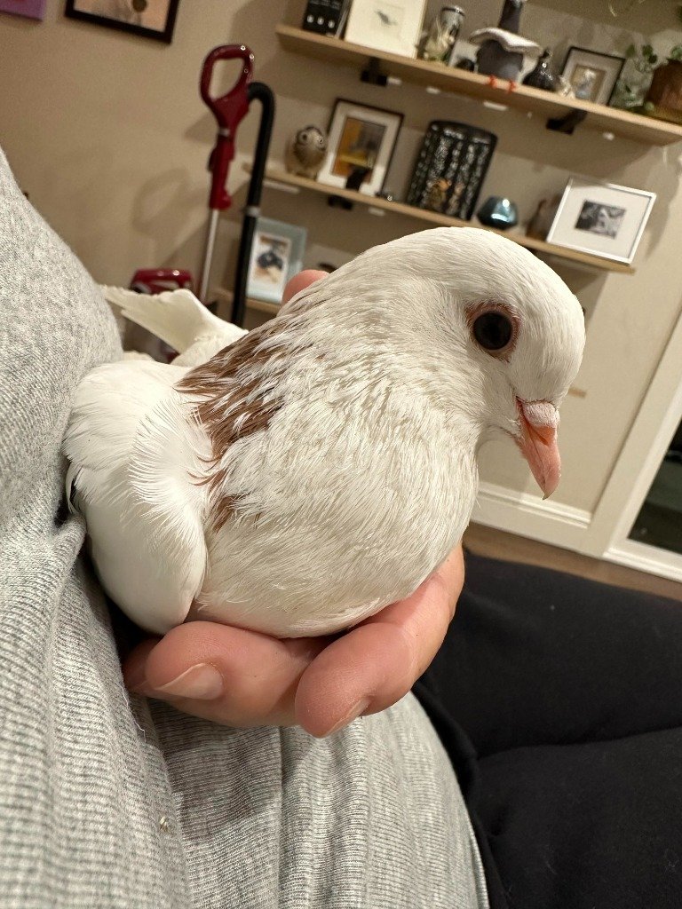 adoptable Bird in San Francisco, CA named Snickers