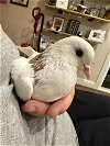 adoptable Bird in  named Snickers