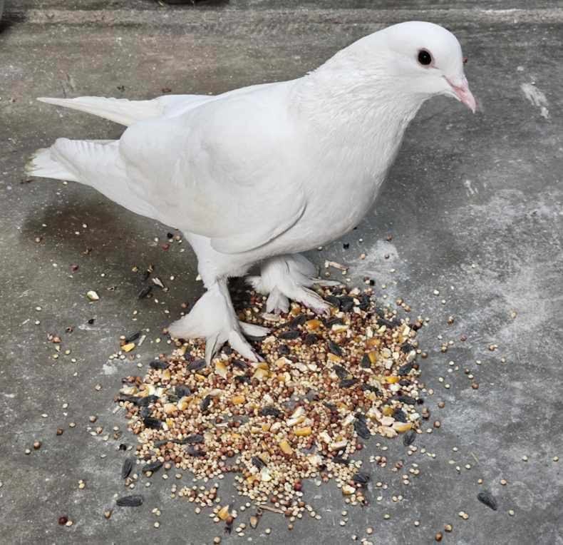 adoptable Bird in San Francisco, CA named Peppermint w/ Penny Freckles