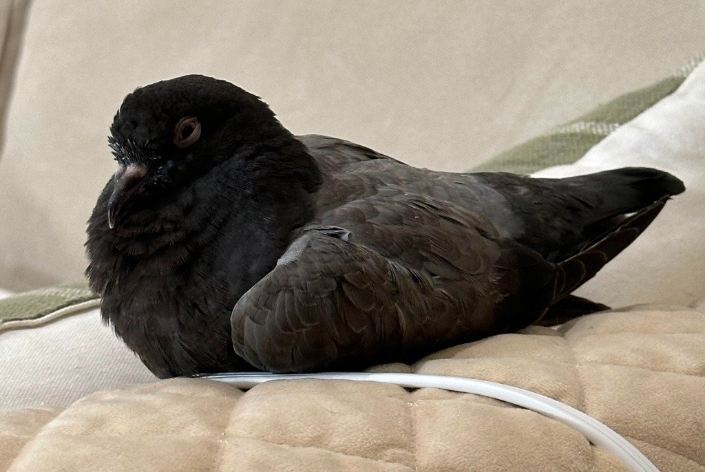 adoptable Bird in San Francisco, CA named Bugsby