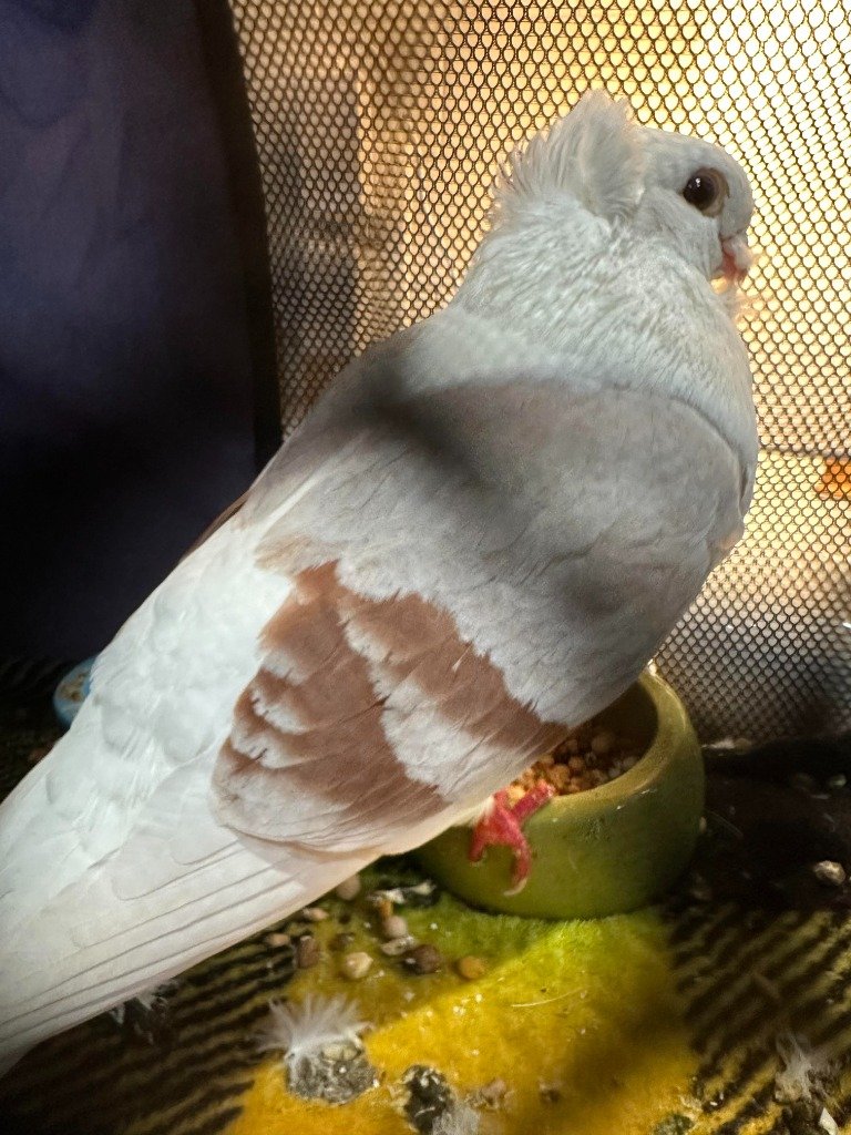 adoptable Bird in San Francisco, CA named Shortcake