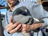 adoptable Bird in san francisco, CA named Angus