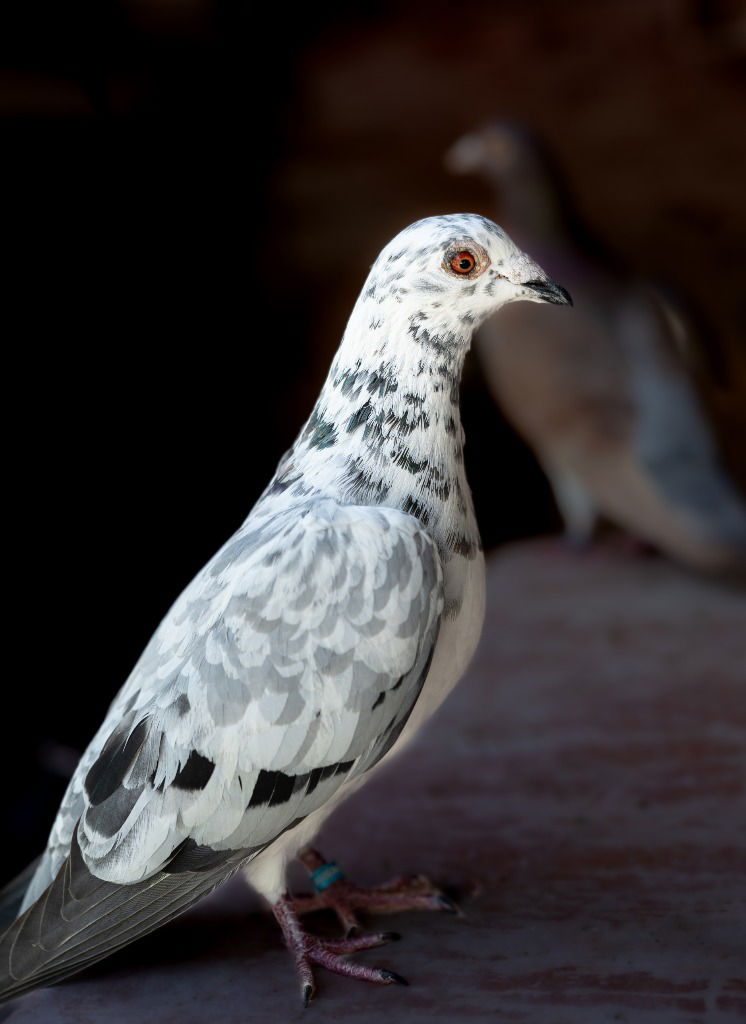 adoptable Bird in San Francisco, CA named Waldo