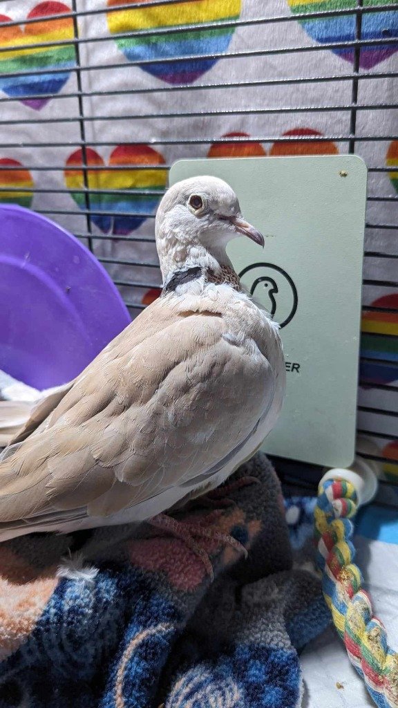 adoptable Bird in San Francisco, CA named Colm