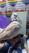 adoptable Bird in  named Colm
