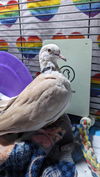 adoptable Bird in San Francisco, CA named Colm