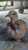 adoptable Bird in  named Maeve