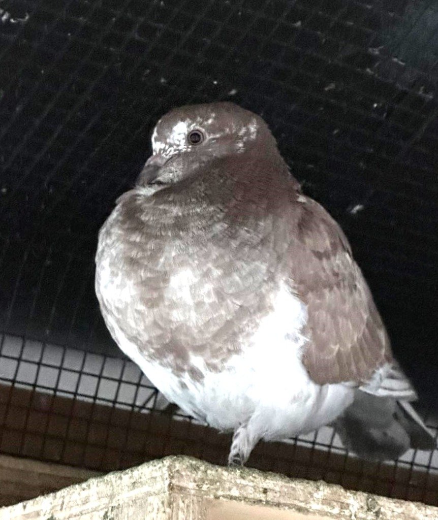 adoptable Bird in San Francisco, CA named Cinnabun