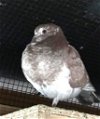 adoptable Bird in  named Cinnabun