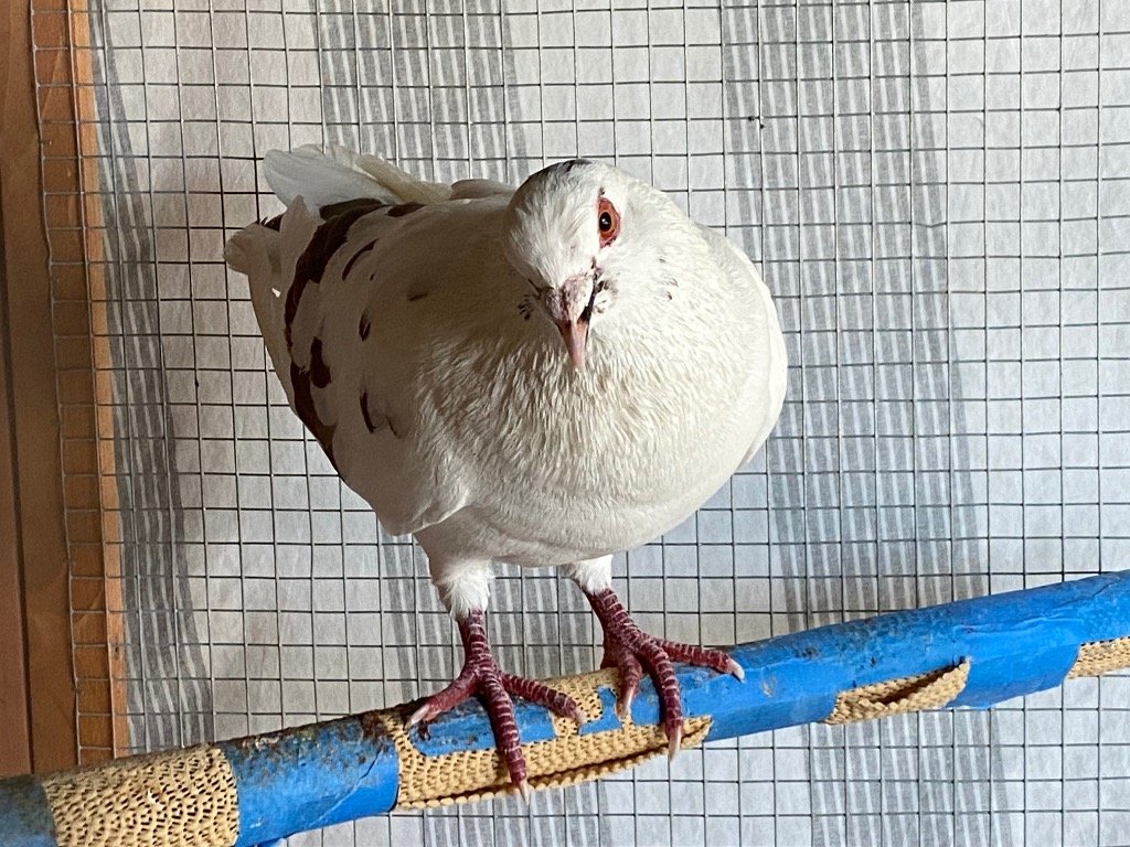 adoptable Bird in San Francisco, CA named Freedom Fred