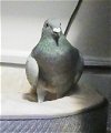 adoptable Bird in  named Paprika w/ Pandora