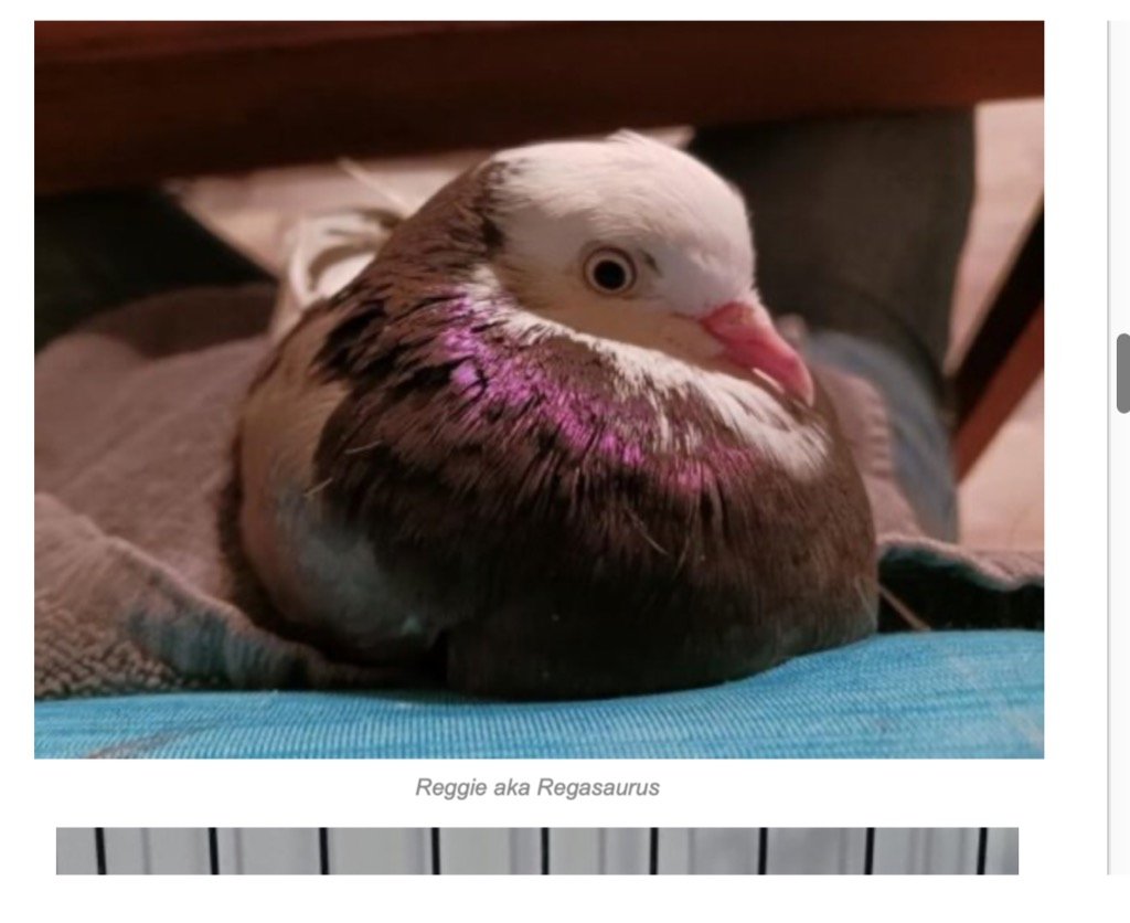 adoptable Bird in San Francisco, CA named Reggie w/ Vernon