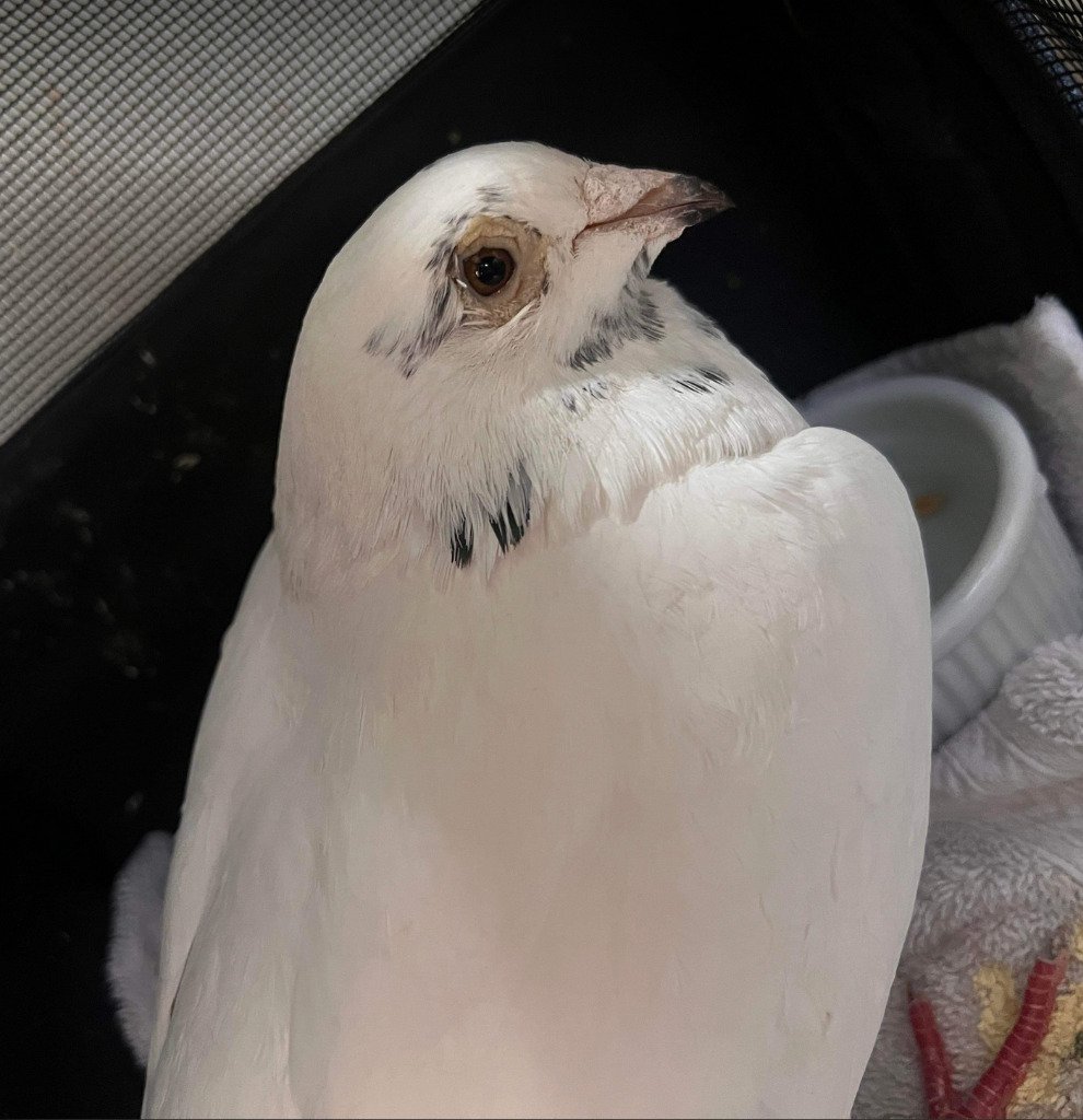 adoptable Bird in San Francisco, CA named Belinay