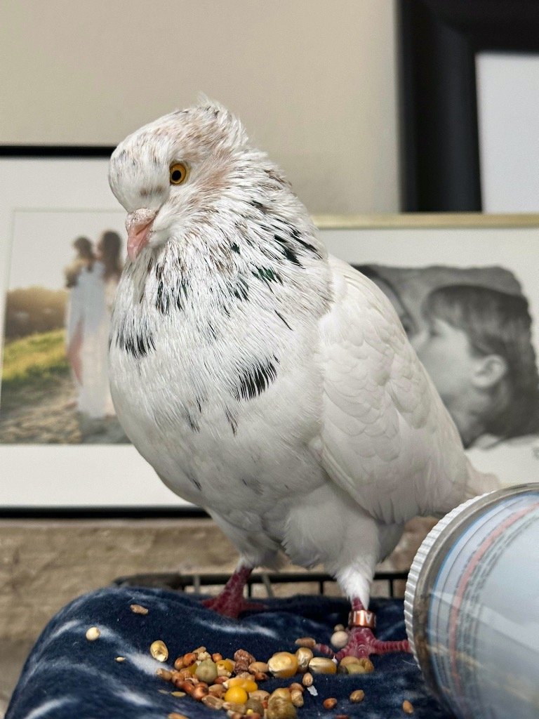 adoptable Bird in San Francisco, CA named Sundae