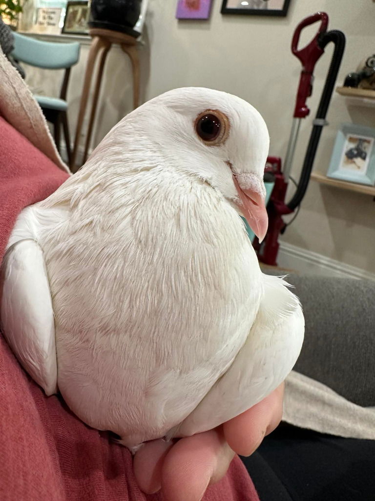 adoptable Bird in San Francisco, CA named Pandora