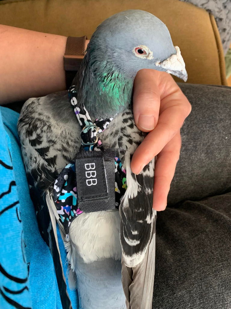 adoptable Bird in San Francisco, CA named Rumble