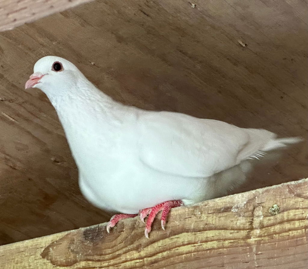 adoptable Bird in San Francisco, CA named Persephone