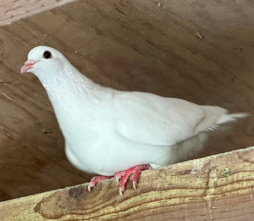 Persephone w/Harlow, a poultry for adoption from Palomacy Pigeon & Dove Adoptions