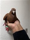 adoptable Bird in  named Cocoa Puff