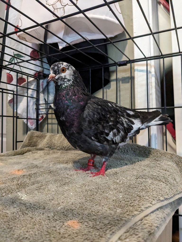 adoptable Bird in San Francisco, CA named Val