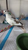 adoptable Bird in San Francisco, CA named Chip